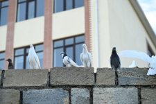 Heydər Əliyev Fondunun vitse-prezidenti Leyla Əliyeva “Onlardan biri: Emil” adlı anım tədbirində iştirak edib (FOTO)