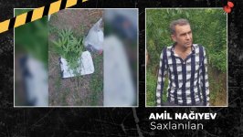 Ağsuda çətənə kolu yetişdirən şəxs tutulub (FOTO/VİDEO)