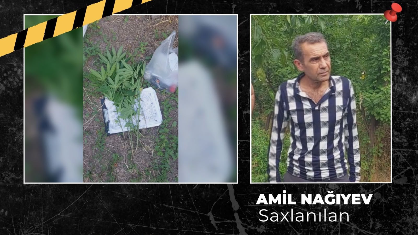 Ağsuda çətənə kolu yetişdirən şəxs tutulub (FOTO/VİDEO)