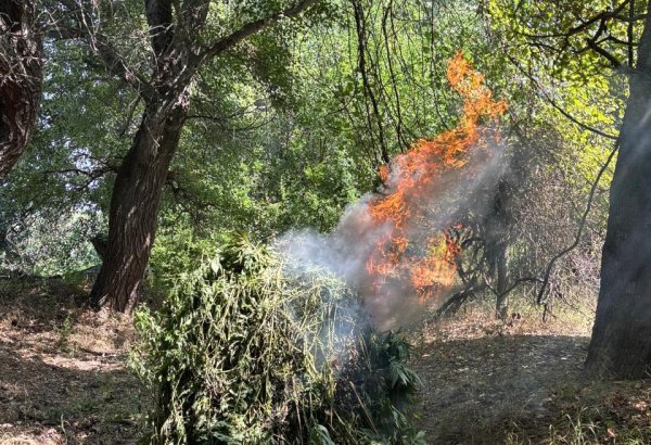 Zərdabda 1,5 tona yaxın yabanı xaş-xaş kolu məhv edilib