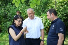 Azərbaycanda yetişdirilən samuray arıları ilk dəfə təbiətə buraxılıb (FOTO)