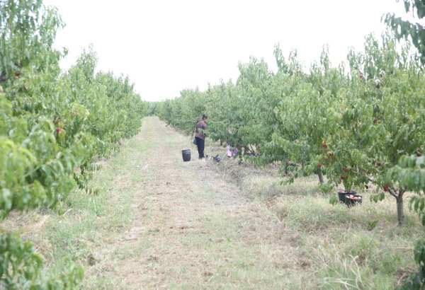 Xaçmazda şaftalı bağlarının sahəsi 4 min hektarı ötüb (FOTO)