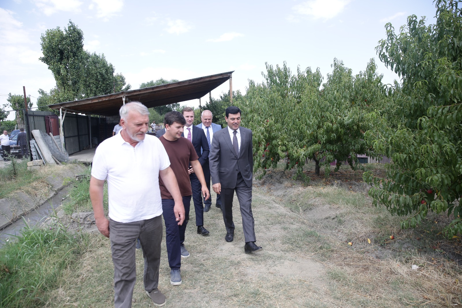 Xaçmazda şaftalı bağlarının sahəsi 4 min hektarı ötüb (FOTO)
