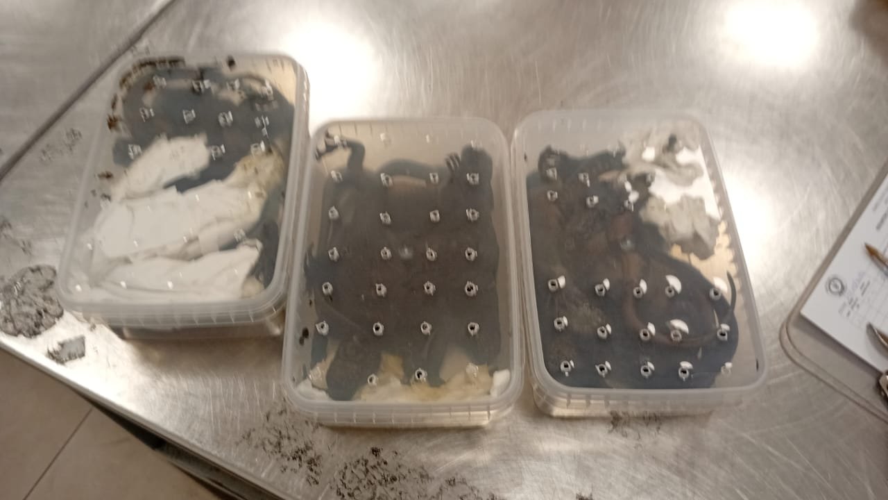 Ekvadorda 32 iquananı aparmağa cəhd edən Rusiyalı qadın saxlanılıb (FOTO)