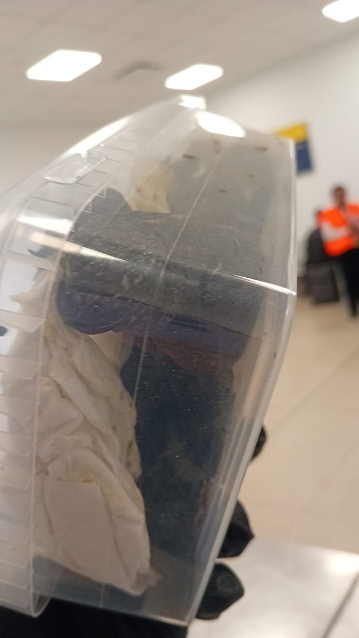 Ekvadorda 32 iquananı aparmağa cəhd edən Rusiyalı qadın saxlanılıb (FOTO)
