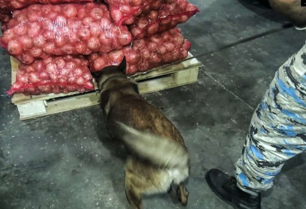 Gömrükdə soğan yükündə 25 kiloqramdan çox marixuana aşkarlandı (FOTO)