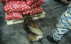 Gömrükdə soğan yükündə 25 kiloqramdan çox marixuana aşkarlandı (FOTO)