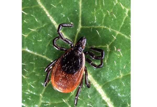 Çində gənə ilə ötürülən yeni virus aşkar edilib