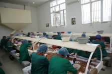 Xaçmaz rayonunda yeni soyuducu anbar və çeşidləmə sexi inşa olunacaq (FOTO)