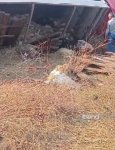 Ağdərədə yük avtomobili aşıb, heyvanlar tələf olub (FOTO)