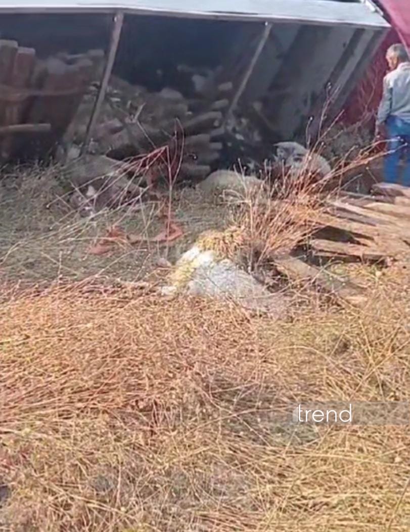 Ağdərədə yük avtomobili aşıb, heyvanlar tələf olub (FOTO)