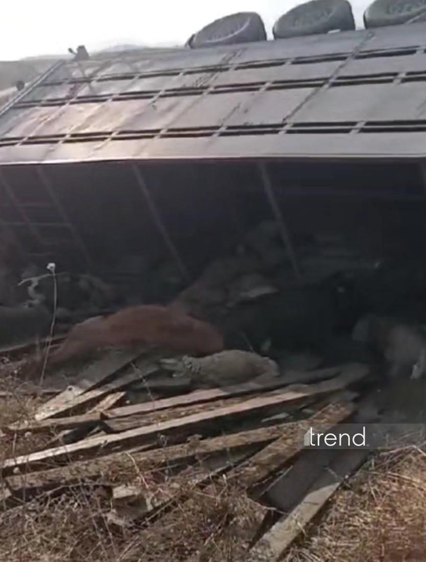 Ağdərədə yük avtomobili aşıb, heyvanlar tələf olub (FOTO)