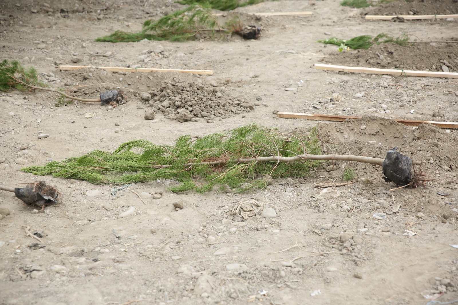 Xaçmazda şəhidlərin xatirəsinə ağacəkmə aksiyası keçirilib (FOTO)