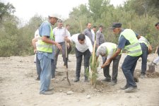 Xaçmazda şəhidlərin xatirəsinə ağacəkmə aksiyası keçirilib (FOTO)