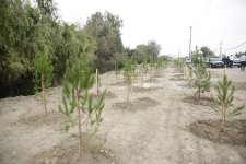 Xaçmazda şəhidlərin xatirəsinə ağacəkmə aksiyası keçirilib (FOTO)