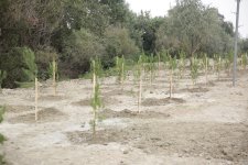 Xaçmazda şəhidlərin xatirəsinə ağacəkmə aksiyası keçirilib (FOTO)