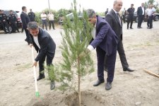 Xaçmazda şəhidlərin xatirəsinə ağacəkmə aksiyası keçirilib (FOTO)