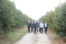 Xaçmaz Rayon İcra Hakimiyyətinin başçısı Elnur Rzayev “Firdevs Agro” MMC-nin meyvə bağlarına baxış keçirib (FOTO)
