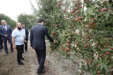Xaçmaz Rayon İcra Hakimiyyətinin başçısı Elnur Rzayev “Firdevs Agro” MMC-nin meyvə bağlarına baxış keçirib (FOTO)