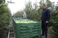 Xaçmaz Rayon İcra Hakimiyyətinin başçısı Elnur Rzayev “Firdevs Agro” MMC-nin meyvə bağlarına baxış keçirib (FOTO)
