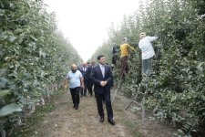 Xaçmaz Rayon İcra Hakimiyyətinin başçısı Elnur Rzayev “Firdevs Agro” MMC-nin meyvə bağlarına baxış keçirib (FOTO)