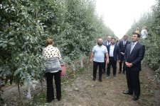 Xaçmaz Rayon İcra Hakimiyyətinin başçısı Elnur Rzayev “Firdevs Agro” MMC-nin meyvə bağlarına baxış keçirib (FOTO)