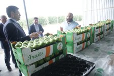 Xaçmaz Rayon İcra Hakimiyyətinin başçısı Elnur Rzayev “Firdevs Agro” MMC-nin meyvə bağlarına baxış keçirib (FOTO)