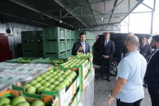 Xaçmaz Rayon İcra Hakimiyyətinin başçısı Elnur Rzayev “Firdevs Agro” MMC-nin meyvə bağlarına baxış keçirib (FOTO)