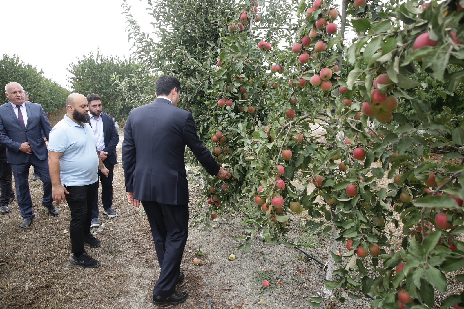 Xaçmaz Rayon İcra Hakimiyyətinin başçısı Elnur Rzayev “Firdevs Agro” MMC-nin meyvə bağlarına baxış keçirib (FOTO)