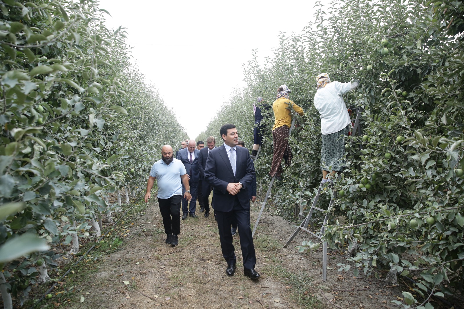 Xaçmaz Rayon İcra Hakimiyyətinin başçısı Elnur Rzayev “Firdevs Agro” MMC-nin meyvə bağlarına baxış keçirib (FOTO)