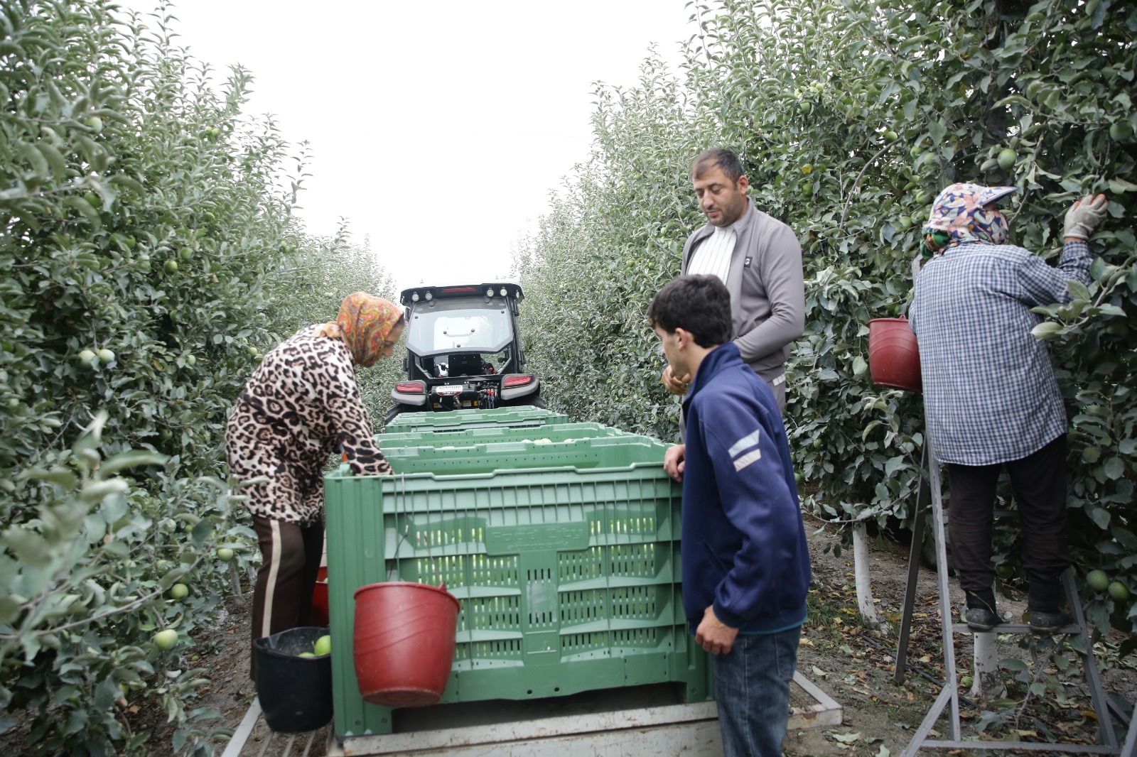 Xaçmaz Rayon İcra Hakimiyyətinin başçısı Elnur Rzayev “Firdevs Agro” MMC-nin meyvə bağlarına baxış keçirib (FOTO)
