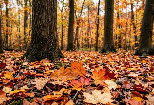 Sentyabrda Azərbaycanda 24 gün temperatur normadan yüksək olub