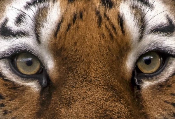 Böyük Britaniyada zooparkda pələngin hücumuna məruz qalan kişi həyatını itirib
