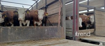 Xocalı sakinlərinə cins inəklər verilib (FOTO)