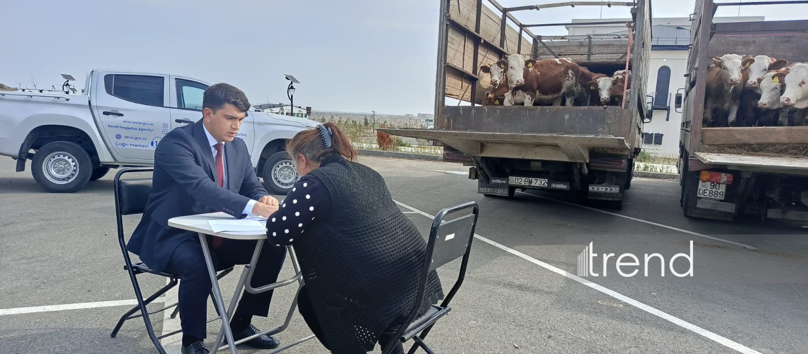 Xocalı sakinlərinə cins inəklər verilib (FOTO)