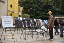 Avropa şəhərlərində Ermənistanın mina müharibəsinə qarşı silsilə aksiyalar keçirilir (FOTO)