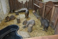 Leyla Əliyeva və Alyona Əliyeva Şamaxıda “Capybara Azerbaijan” fermasında olublar (FOTO)