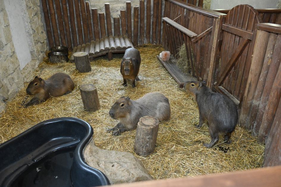 Leyla Əliyeva və Alyona Əliyeva Şamaxıda “Capybara Azerbaijan” fermasında olublar (FOTO)