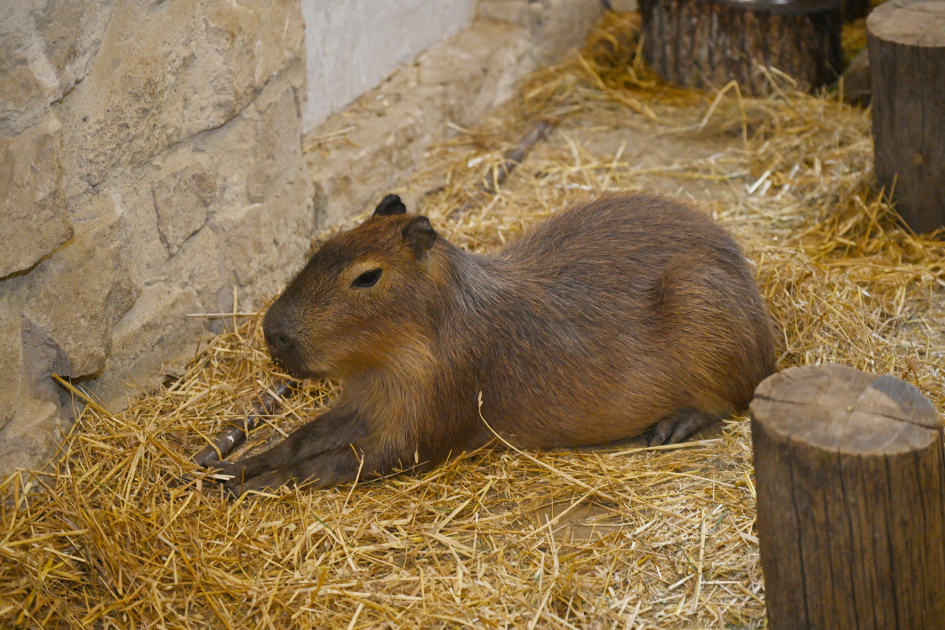 Leyla Əliyeva və Alyona Əliyeva Şamaxıda “Capybara Azerbaijan” fermasında olublar (FOTO)